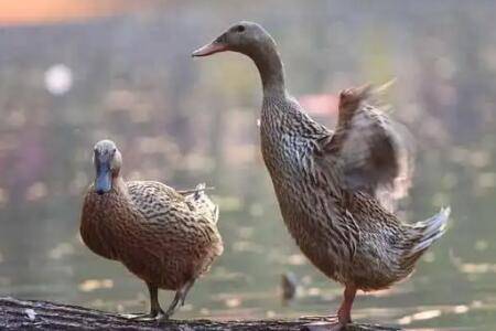 鸭子软脚病的发生原因_养鸭