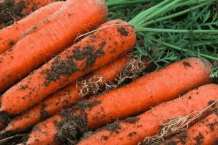 红萝卜能不能10月份种_蔬菜种植