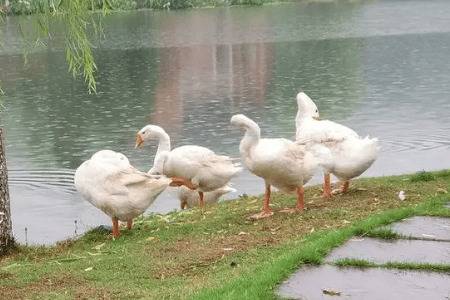 鹅害怕淋雨吗,鹅感冒的症状有哪些_养鹅