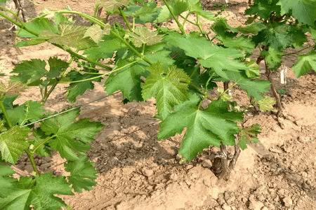 葡萄11月份能不能移栽_瓜果种植