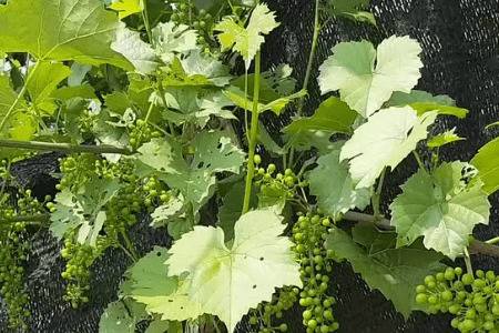 山葡萄的整形修剪方法_瓜果种植