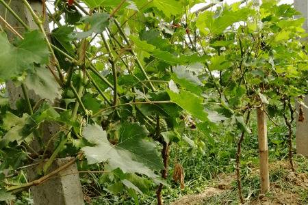 三年生大葡萄树的移栽时间_瓜果种植