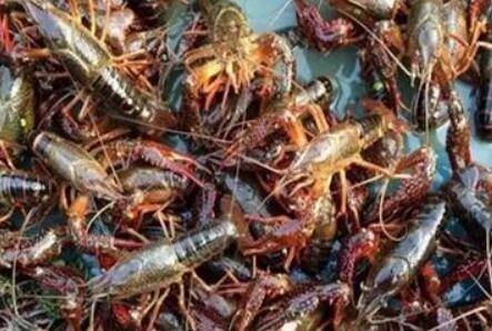 小龙虾与河蟹混养模式_养虾