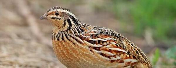 鹌鹑没窝会不会下蛋_养殖问答