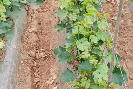 新栽葡萄苗的浇水方法_瓜果种植