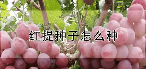 红提种子的催芽方法_瓜果种植