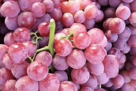 红提的成熟时间_瓜果种植