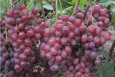 红提的种植时间_瓜果种植