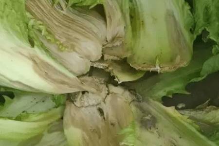 �ײ��ø�����ʲôԭ��_�߲���ֲ