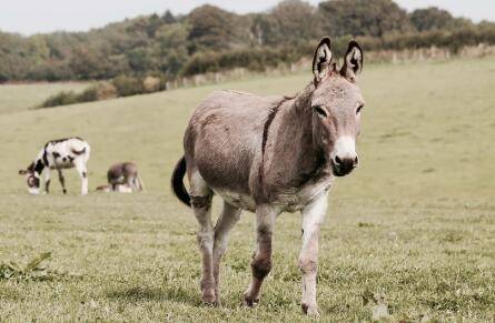 毛驴的繁殖的方法_养驴