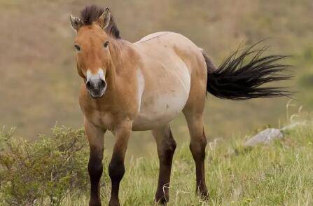 三种优质马品种:鞑靼野马、普氏野马和大宛马_养驴