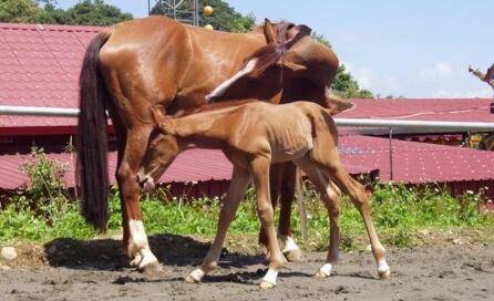 马在什么繁殖季节_养驴