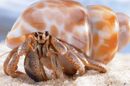 寄居蟹饲养方式:水养还是干养_养蟹