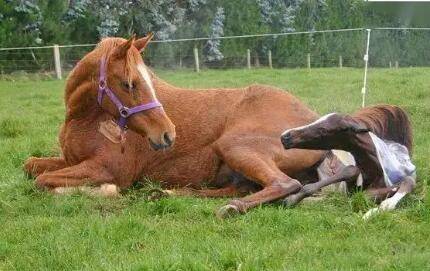 母马怀孕需要多长时间_养驴