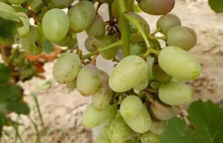 葡萄成熟期变软是什么原因_瓜果种植