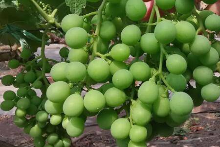 葡萄膨大期需肥特点及施肥方法_瓜果种植