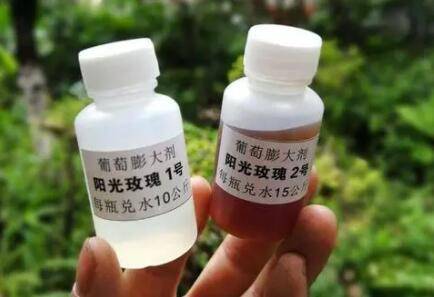 葡萄膨大期需肥特点及施肥方法_瓜果种植