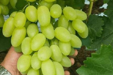 青皮葡萄的五大品种_瓜果种植