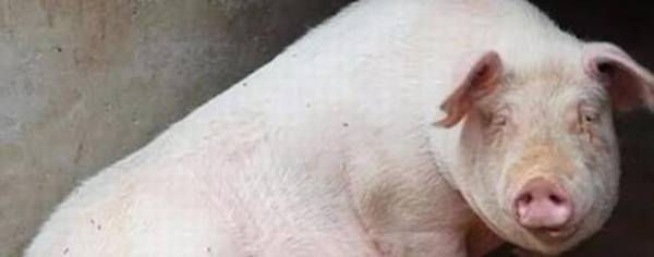 母猪流白色液体什么原因,怎么治疗?_养殖问答