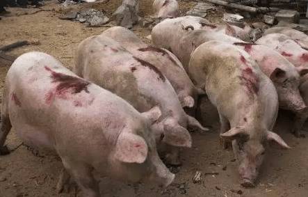 蚊子苍蝇会不会传播非洲猪瘟_养猪