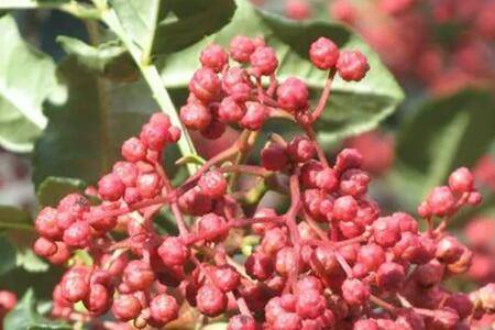 花椒树流胶病的防治方法_蔬菜种植