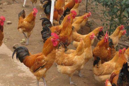 散养鸡一亩地养多少只_养鸡