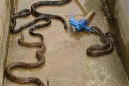 蛇有天敌吗,蛇怕什么动物_养蛇