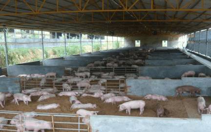 如何投诉邻居养猪_养猪