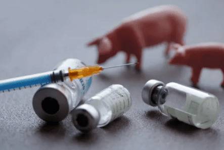 猪疫苗一头份几毫升_养猪