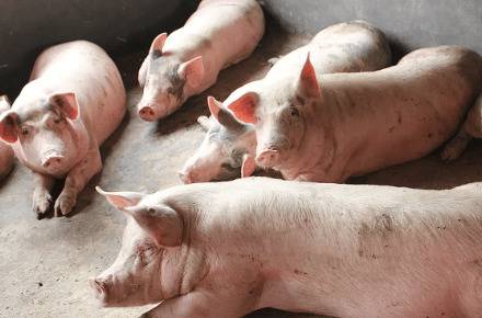 杂交猪能不能留种公猪_养猪