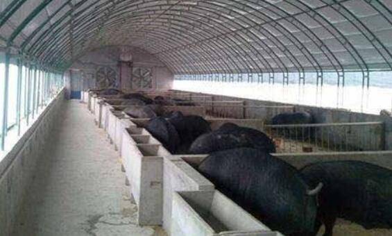 养猪棚湿气太重的解决办法_养猪