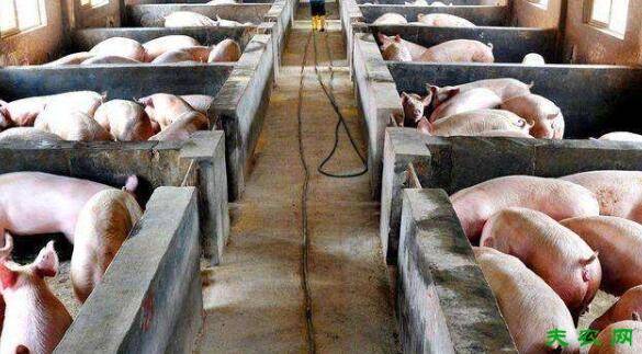 养猪棚湿气太重的解决办法_养猪