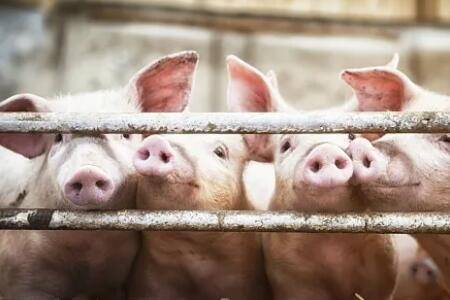 猪瘟会不会传染牛羊_养猪