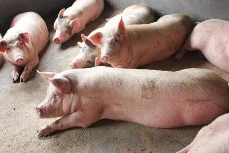 猪瘟会不会传染牛羊_养猪