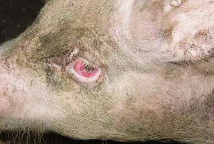 消除母猪泪斑的药物_养猪