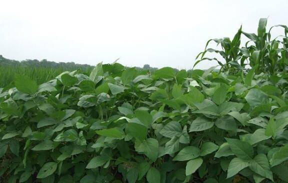 大豆叶子做猪饲料的三种方式_养猪