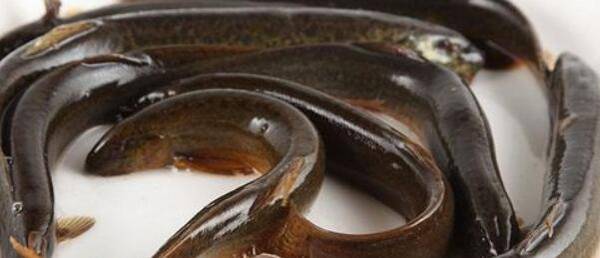 泥鳅在水桶中能活多久_养殖问答