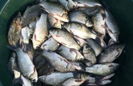 鲫鱼不钻地笼是什么原因_养鱼