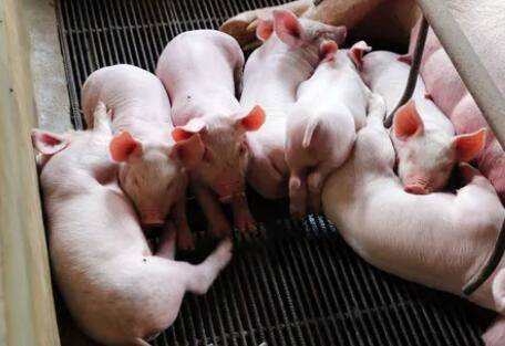 新生猪仔几天喂开口料_养猪