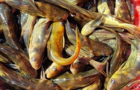 黄颡鱼背上很黄什么原因_养鱼