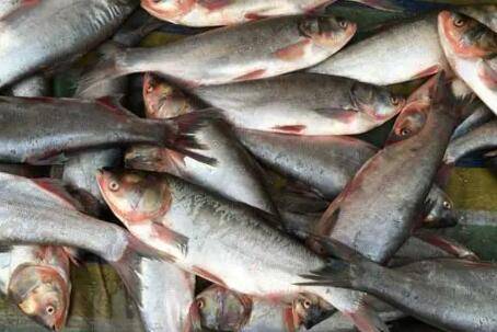 花鲢是不是胖头鱼_养鱼