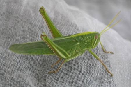 蝗虫耳朵长在什么地方?_养殖问答