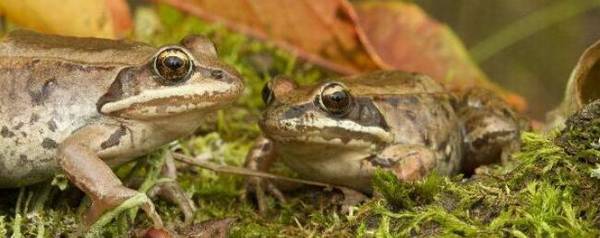 林蛙晚上为什么叫_养殖问答