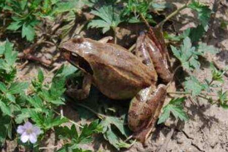 林蛙是不是国家保护动物?_养蛙