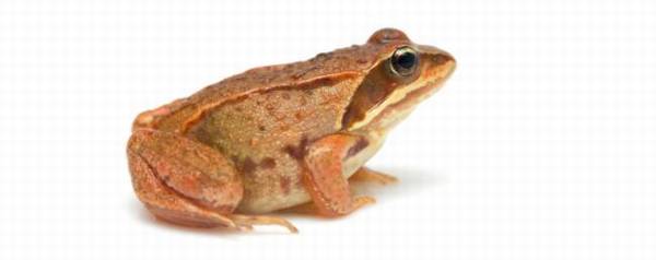 林蛙与哈什蚂是同一物种?_养蛙