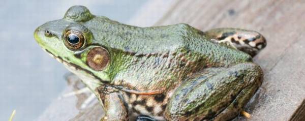 青蛙和牛蛙的区别_养殖问答