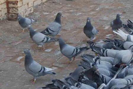 肉鸽下无精蛋怎么办?_养鸽