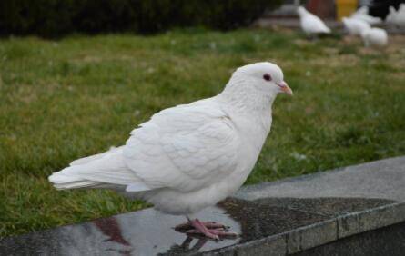 肉鸽用带脚环吗?_养鸽