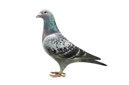 肉鸽用带脚环吗?_养鸽
