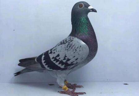 肉鸽用带脚环吗?_养鸽